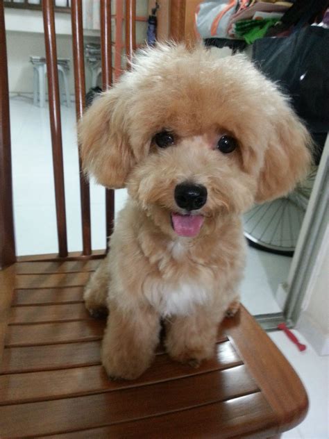 Maltipoo Teddy Bear Haircut Curly - the maltipoo puppy blog singapore ...