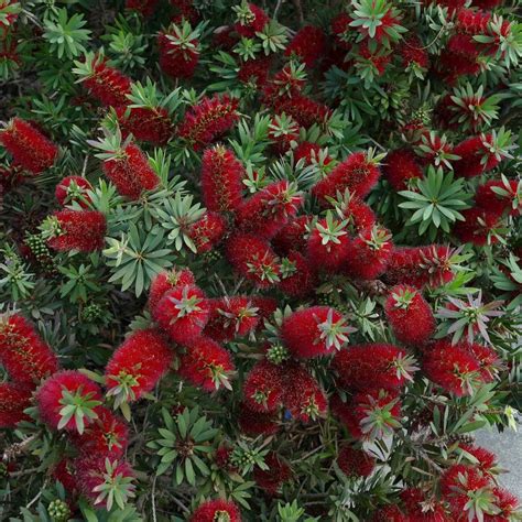 Dwarf Bottlebrush | Star Nursery Garden and Rock Centers