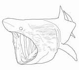Coloring Pages Basking shark Printable For Kids & Adults Free sketch template