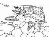 Rainbow Trout Coloring Page  Pages sketch template