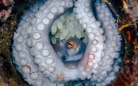 Pulpo de arrecife protege los huevos en una madriguera frente a la costa este de Florida ...