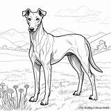 Greyhound Coloring Pages  Free & Printable sketch template