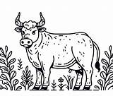 Printable Ox Coloring Page  Download Print Or Color Online For Free sketch template