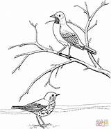 American Robin And Wood Thrush coloring page  Free Printable Coloring sketch template