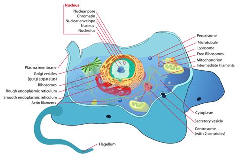 Organelle - Definition and Examples - Biology Online Dictionary
