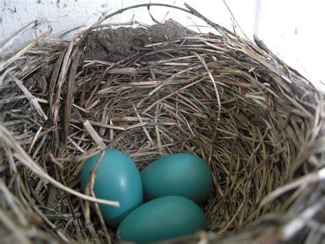 File:American Robin nest and eggs.JPG