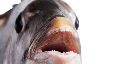 Sheepshead fish: Facts about the fish with 'human' teeth | Live Science