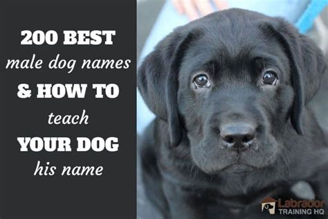 200 Best Male Dog Names And How To Teach Your Dog Their Name