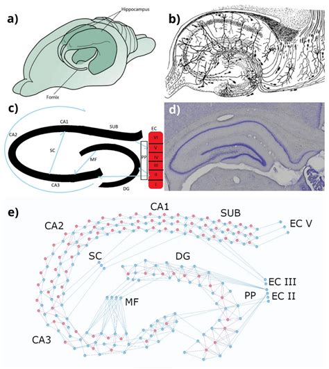 Hippocampus in human brain, mouse hippocampal slice, schematic ...