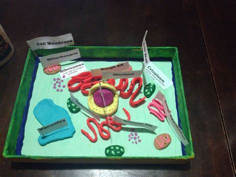 Plant cell made out of play dough😁 5th grade project | Plant cell ...