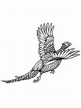 Pheasant coloring pages sketch template