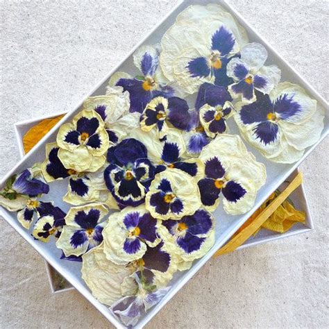 Pansy Dried Pansies Edible Flowers CupCake toppers by LarkspurHill on ...