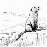 Premium Photo  Ultra Realistic Prairie Dogs Coloring Page With sketch template