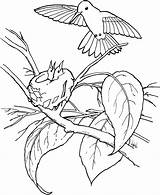25 Free Hummingbirds Coloring Pages Printable sketch template
