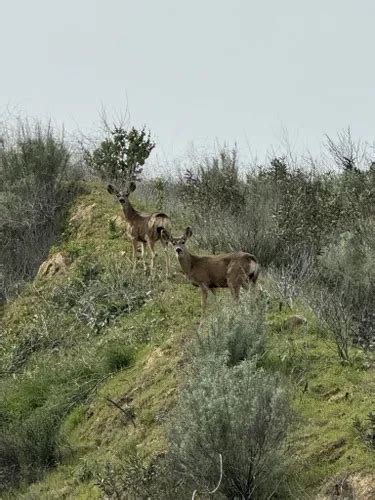 Best Fishing Trails in Castaic | AllTrails