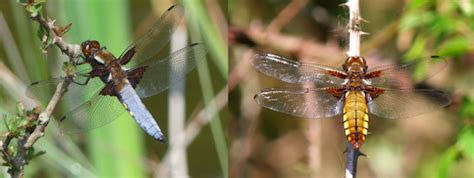 The NHBS Guide to UK Dragonfly Identification