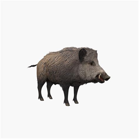 3D Wild Boar - TurboSquid 2082771