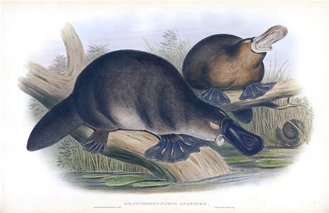 File:Platypus-sketch.jpg - Wikipedia