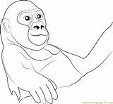 Baby Gorilla Coloring Page For Kids  Free Printable sketch template