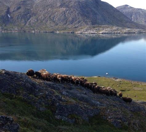 Musk Ox Hunting Tour – Hunter's Eye in South Greenland