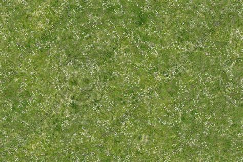 Texture JPEG grass field flowers