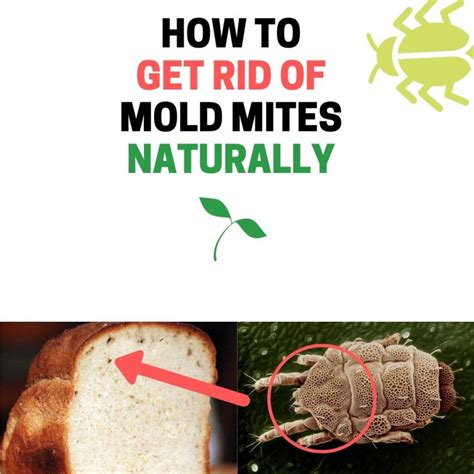 How to Get Rid of Mold Mites Naturally (Flour, Cheese, Meat Mites) | BugWiz