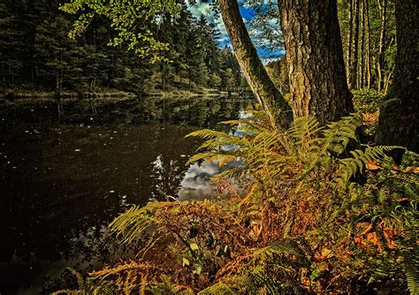 Nationalpark Bavarian Forest on Behance