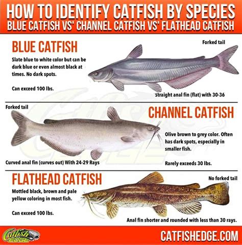 Catfish Species Essentials: The "Big Three" Types Of Catfish