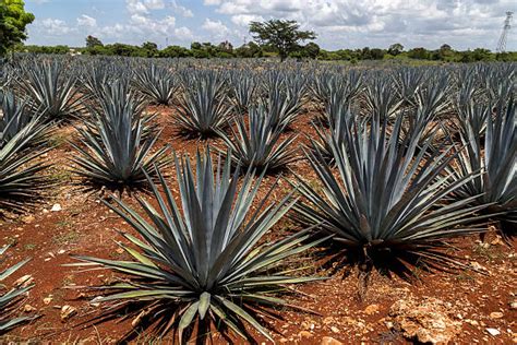 1,600+ Mezcal Agave Stock Photos, Pictures & Royalty-Free Images - iStock