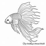 Fish Coloring Pages  Free & Printable sketch template