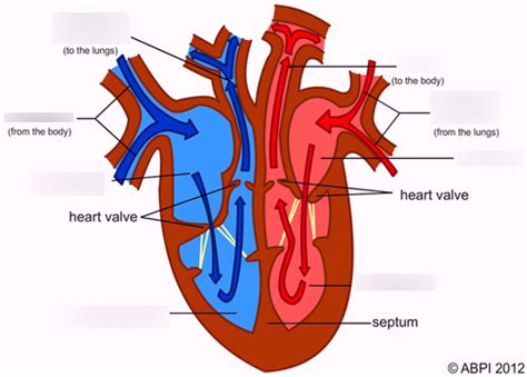 heart diagram gcse Diagram | Quizlet