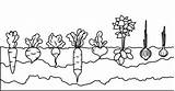 Vegetable Garden Coloring Page sketch template
