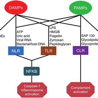 | Immunosenescence in hematopoietic stem cells (HSCs), innate, and ...