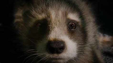 Guardians Of The Galaxy Vol. 3's Trailer Has MCU Fans Misty-Eyed Over Baby Rocket - 247 News ...