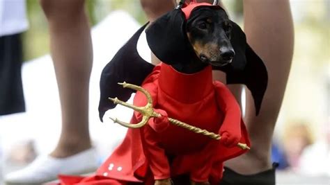 10 Best Wiener Dog Costumes For Halloween [PICTURES] - DogTime