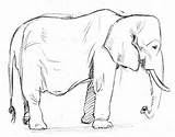 Coloring Pages Elephant Kuprin 25 Pcs  Download Or Print For Free 4270 sketch template