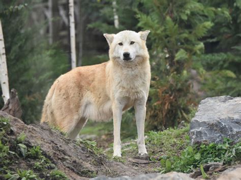 Canis lupus occidentalis / Mackenzie Valley wolf in Pairi Daiza