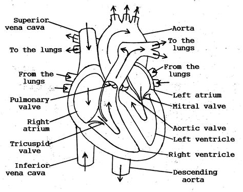 Heart Diagram Sketch at PaintingValley.com | Explore collection of Heart Diagram Sketch