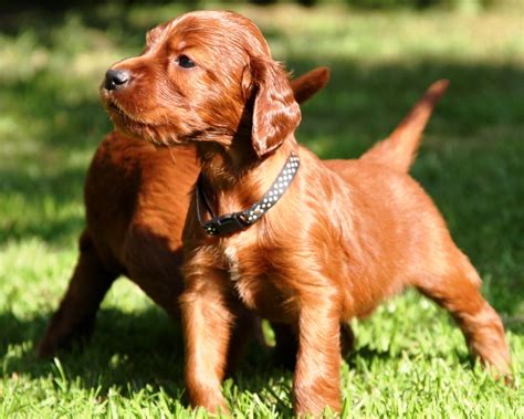 Training Irish Setter Puppies: Irish Setter Puppies - A Dog Breed Good for Children (Aged 12 ...