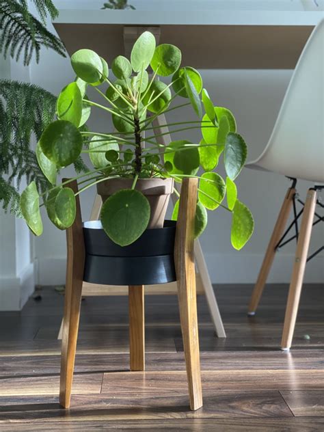 10 Best Low Maintenance Indoor Plants - My Tasteful Space