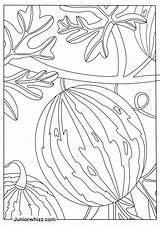 Watermelon Coloring Pages For Kids 14 Printable PDFs sketch template
