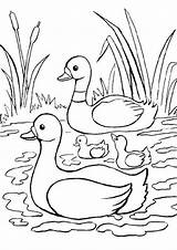 Free & Easy To Print Duck Coloring Pages  Tulamama sketch template