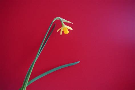 Yellow Daffodil on Red Background · Free Stock Photo