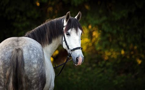 Lovely Gray Horse Desktop Wallpaper Hd : Wallpapers13.com