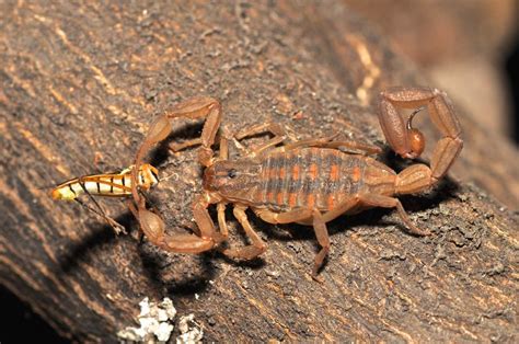 10 Fascinating Facts About Scorpions