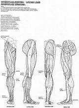 Two Arm Muscle Coloring Pages sketch template