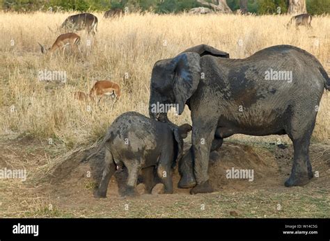 Learning how to prepare a mud bath Stock Photo - Alamy