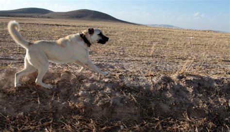 Kangal Temperament, upbringing and attitude - The Dogman