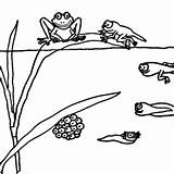Tadpole Coloring Pages Printable For Free Download sketch template