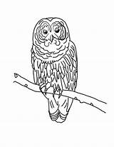 An Owl Drawing coloring Page  Download Print Or Color Online For Free sketch template